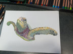 "THE HARE'S TURTLE" 9"H x 12"W colored pencil on paper