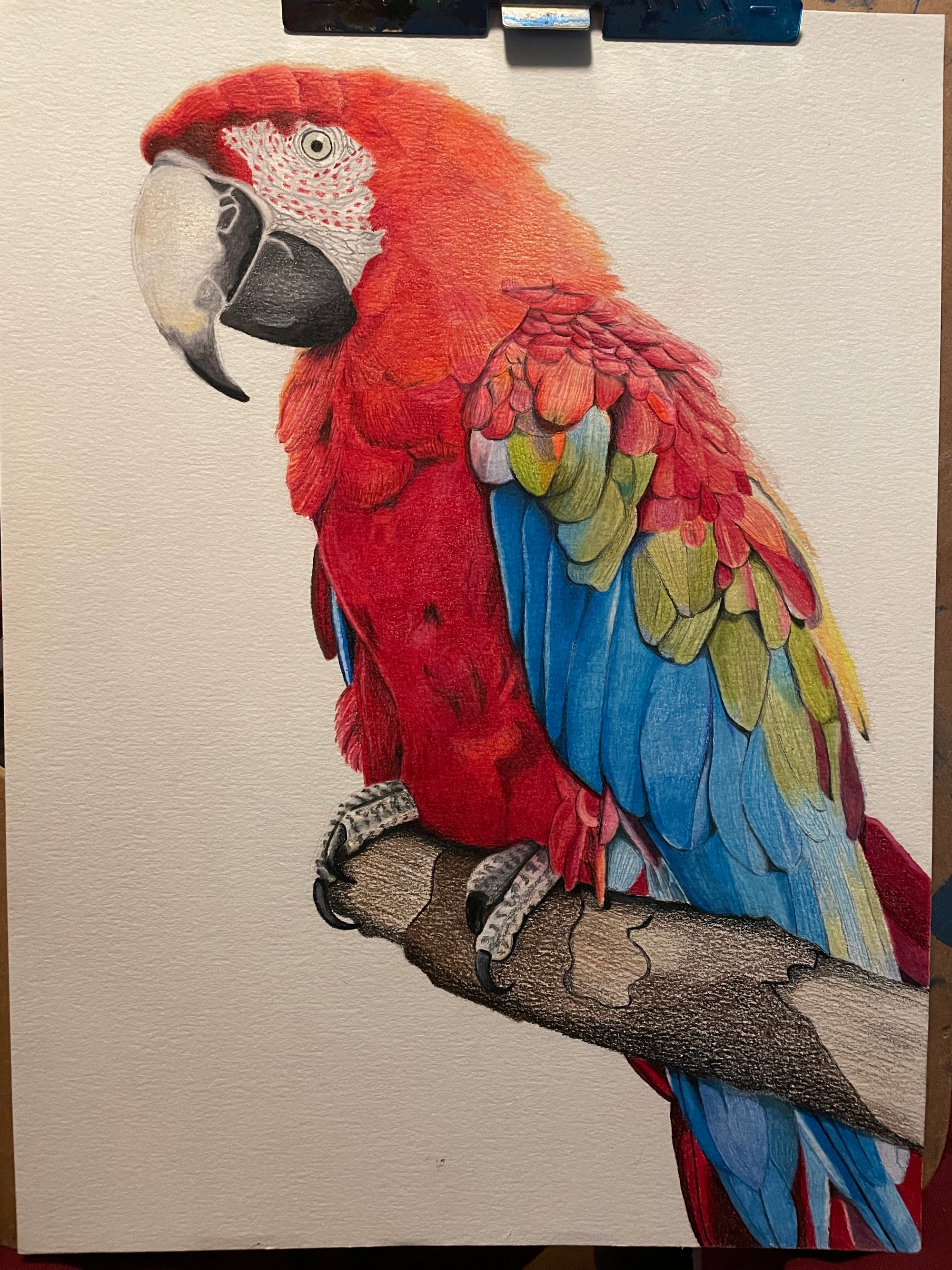 "HEIDI'S MACAW" 9"W x 12"H colored pencil on paper