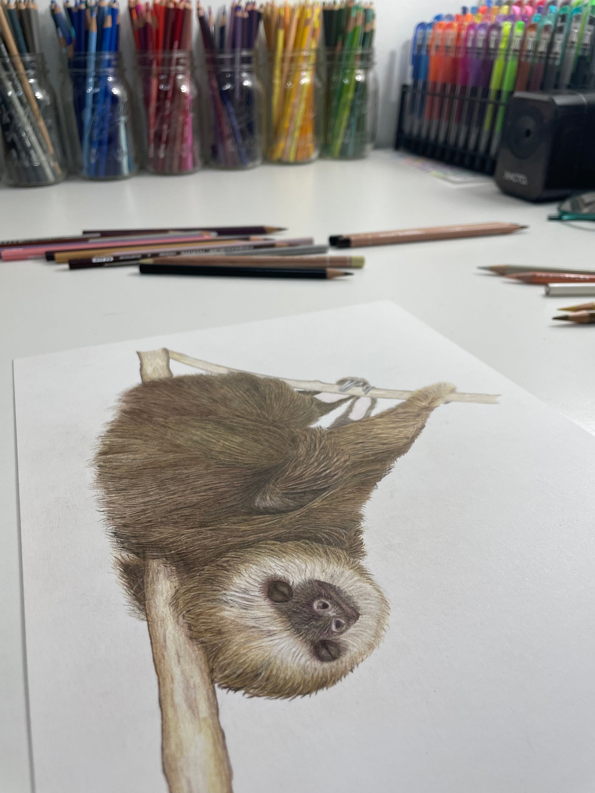 "SLEEPY SLOTH" 9"H x 12"W colored pencil on paper