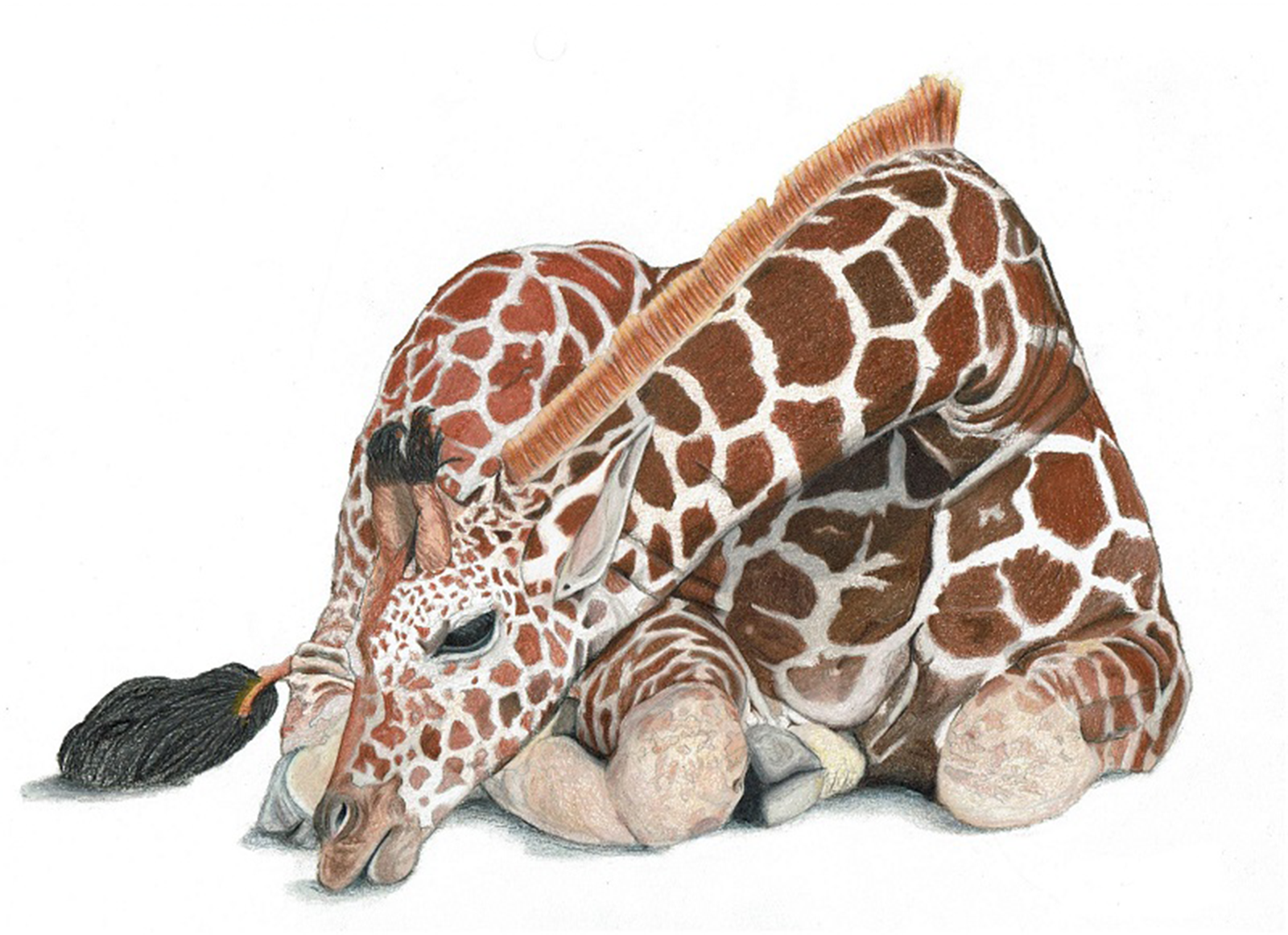 "JUST FIVE MINUTES" 9"H x 12"W colored pencil on paper