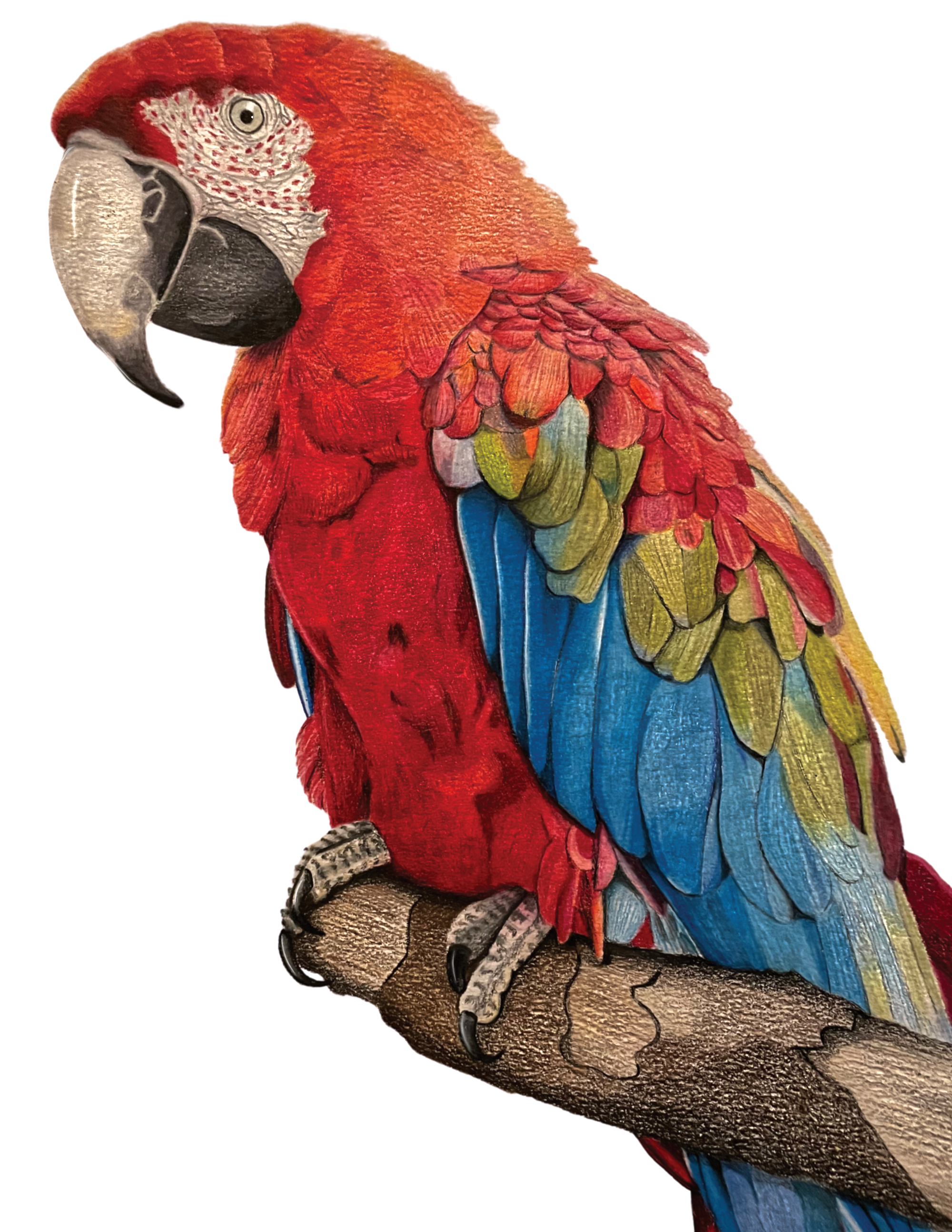 "HEIDI'S MACAW" 9"W x 12"H colored pencil on paper