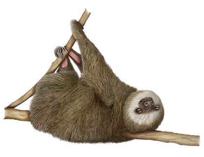 SLEEPY SLOTH